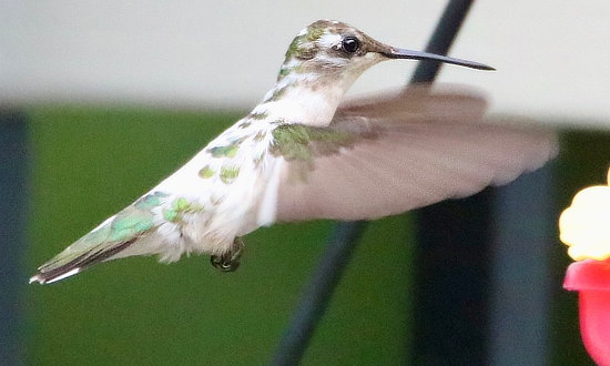 Pied Ruby-throated hummingbird, Acworth, Geogia, July 20, 2025