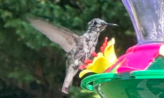 Pied Ruby-throated hummingbird, Howardsville, Virginia, August 20, 2023