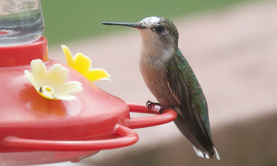 Female Pied Ruby-throated Hummingbird, Wisconsin, 2026