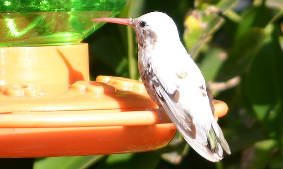 Albino Hummingbird, Aliso Viejo, California, March 29, 2023