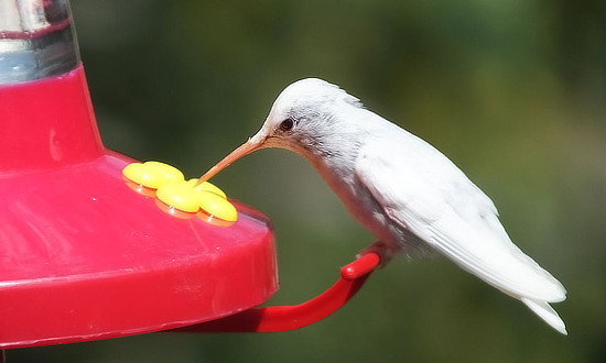 White Hummingbird - Crested Butte, Colorado - August, 2020