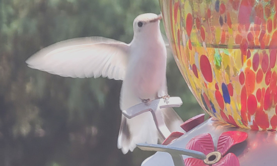 Leucistic Hummingbird - Florissant, Colorado, July, 2021