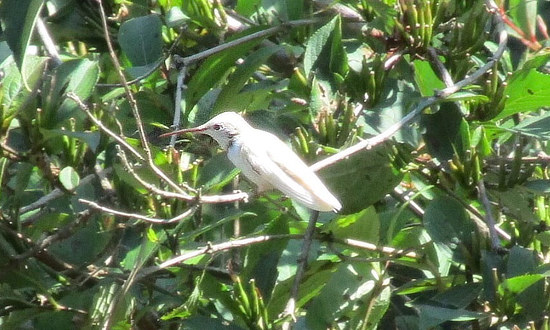 White Ruby-throated Hummingbird - Hopewell Junction, New York, September 7, 2021