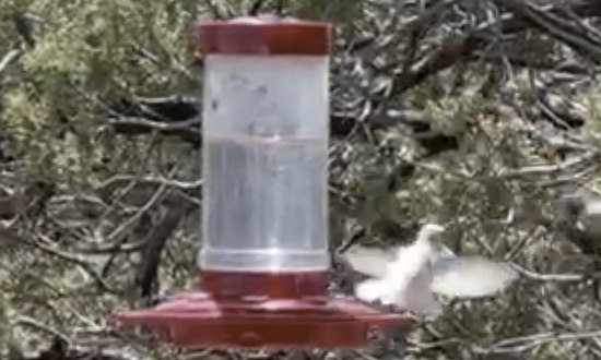 White hummingbird, Queen, New Mexico, September 17-20, 2023