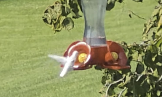 White Ruby-throated hummingbird, Viola, Illinois, September 20-23, 2023
