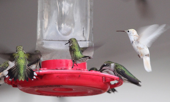 White Ruby-throated Hummingbird - Clinton, Louisiana, September, 2019