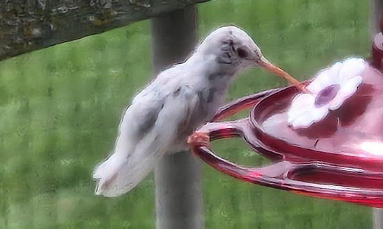 White Ruby-throated hummingbird, Ladoga, Wisconsin, August 27, 2023